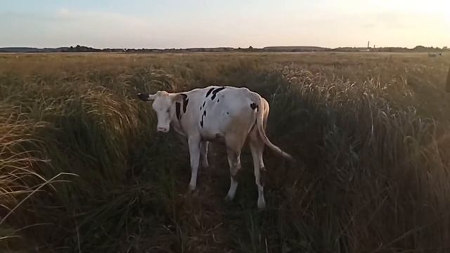 Интересные наблюдения и купание на Нёмане || Пятница 26.08.2022 смотреть онлайн