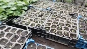 Катарантус всходы. Условия для рассады.