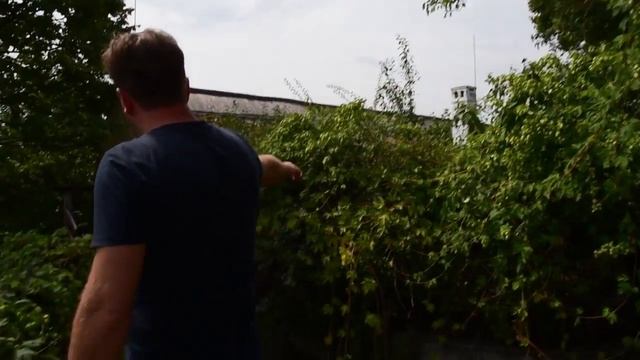 Komló ültetése vadregényes kerti hatás eléréséhez смотреть онлайн