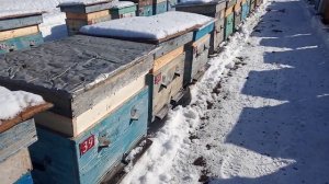 Первые  плюсы  ,  сверхранней  выставки  пчёл   из  зимовника  .