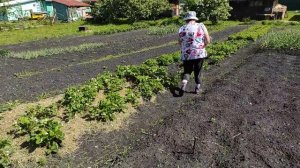 Убираю скошенную траву и мульчирую клубнику.