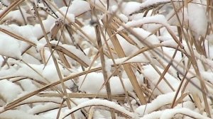 ЗИМА. СНЕГ_13.37