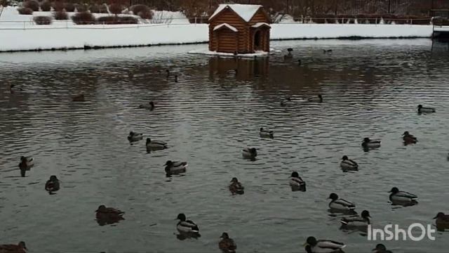 Утки. Январь 2021 год. смотреть онлайн