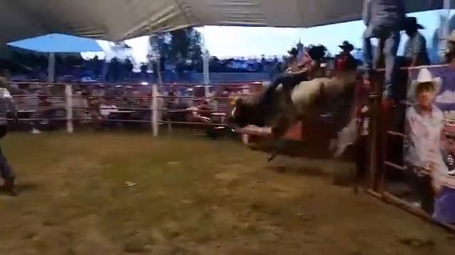 CHACAL DE HIDALGO VS COYOTE RANCHO EL CORALEJO