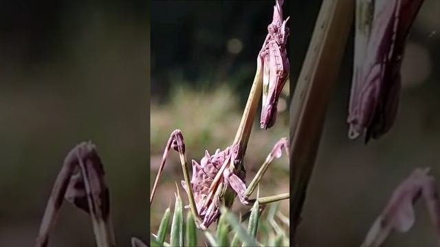 𝗘𝗟𝗠𝗔𝗚𝗔𝗭𝗜𝗡𝗣𝗖𝗥 | 𝗘𝗠𝗣𝗨𝗦𝗔 𝗣𝗘𝗡𝗡𝗔𝗧𝗔: 𝗘𝗡𝗧𝗥𝗘 𝗟𝗔 𝗕𝗘𝗟𝗟𝗘𝗭𝗔 𝗬 𝗘𝗟 𝗠𝗜𝗦𝗧𝗘𝗥𝗜𝗢 #viral #magazinpcr #magazin #magazine смотреть онлайн