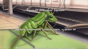 История салата из свежей капусты в русской кухне  .