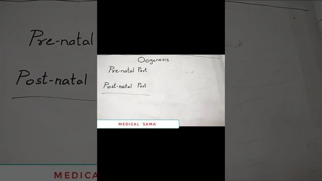 Oogenesis How the Female Reproductive System Produces Eggs Quick Review смотреть онлайн