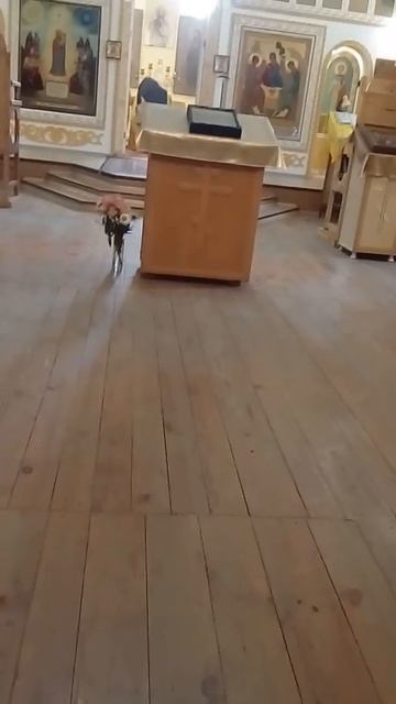 Божественная Летургия Свята Троенском смотреть онлайн