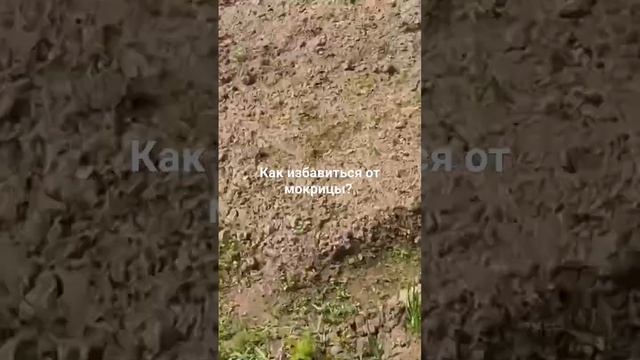 как избавиться от мокрицы? смотреть онлайн