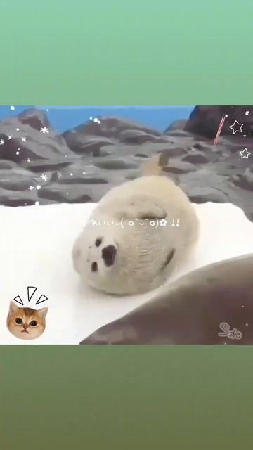 УРА НЕРПЫЫЫЫ #Нерпа #тюлень #seals #seal #сусля #рекомендации смотреть онлайн