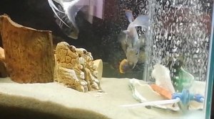 Нанокара Блю атакует Акару Бирюзовую.  Акара Бирюзовая.  Нанокара Блю.