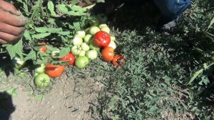 Тукинг F1 қызанағы - выращивание томата Tyking F1 (Шымкент, 2017)