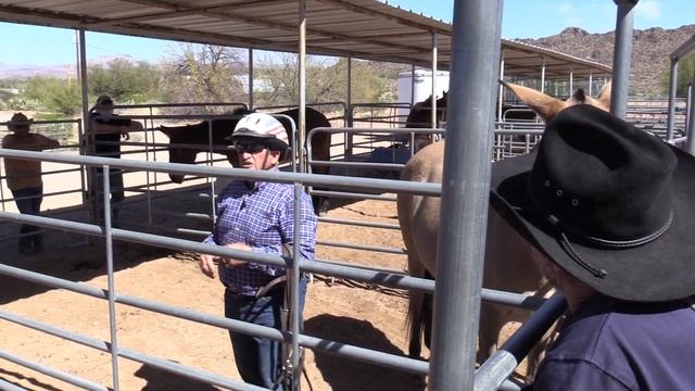 Building Trust As You Approach Your Mule (Great for Approaching New Mules) смотреть онлайн