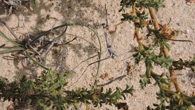 Hypsicorypha gracilis praying mantis from the Canary Islands