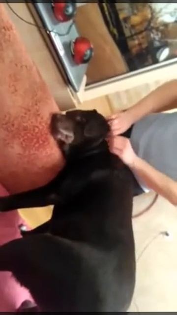 Лабрадор напал на кайф смотреть онлайн