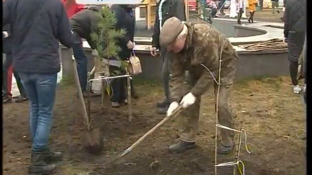 На Спортивной набережной высадили аллею кедров и ясеней