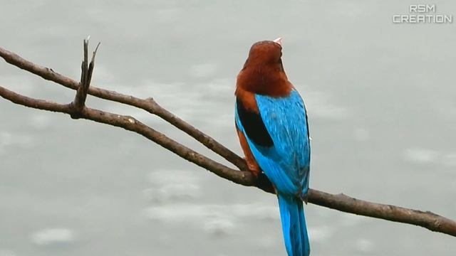 White-throated kingfisher_Halcyon smyrnensis (@RSM CREATION)|by Ram Mundhe смотреть онлайн