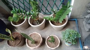 my cuties garden@Anne mesa vlog