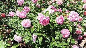 Пэт Остин,мэри роуз,эглантин .ОСТИНКИ В Волгограде.