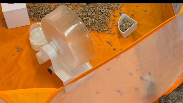 ハムスターサークル！残念な結果に【ペットサークル】ハムスター噛む（ハムスター遊び場）ハムスター遊ぶ"ハムスターアイテム"キンクマハムスター