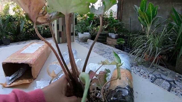 Unboxing Keladi & Bunga Ekor Tupai ❗ Beli Online Lagi Guys Semoga Gak Layu Kayak Tempo Hari смотреть онлайн