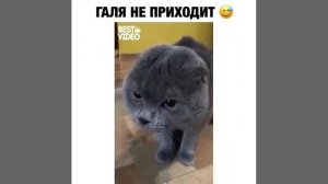 Где Галя? Галя! Галя! Галя!