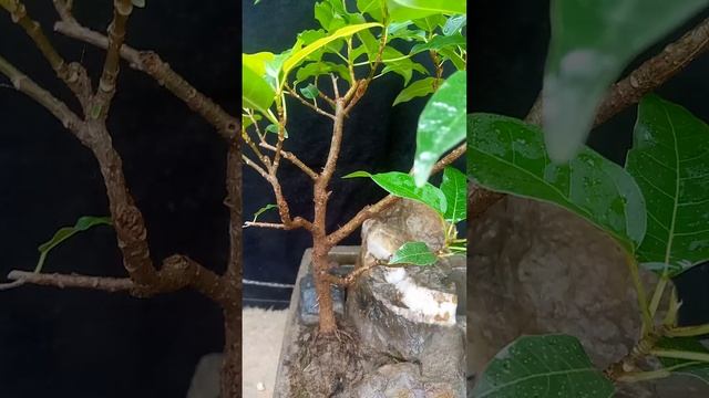 Bonsai arial roots is coming in summer season bonsaivideo ficusbonsai bonsaitree bonsai
