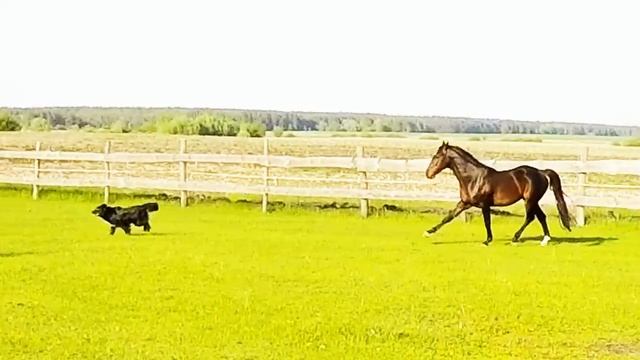 Charoit i Kish Mish смотреть онлайн