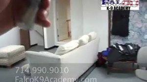 Bed Bug Detection Dogs - Falco K9 Acdemy