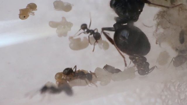 Larves et nymphes au petit soin des premières ouvrières Messor Capitatus by Jied nabil. смотреть онлайн