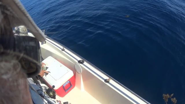 Seven Trigger Fish Take a Boat Ride смотреть онлайн