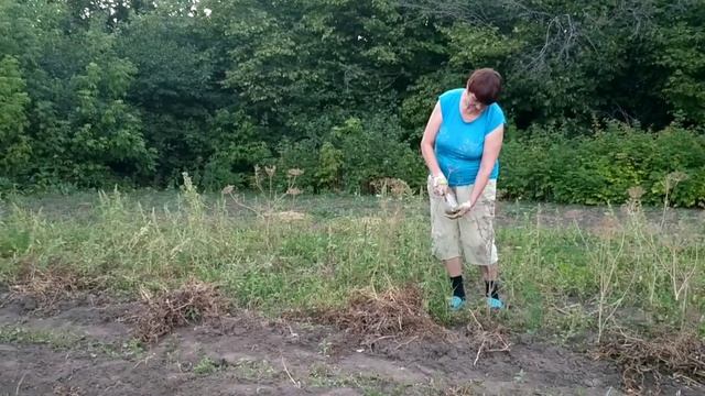 Поливаем томаты. Она опять пришла. Тихий вечер.