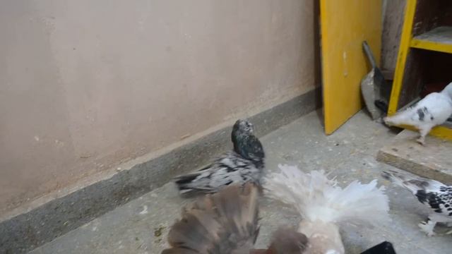 Голуби на балконе смотреть онлайн