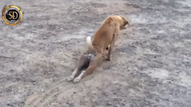 shree valli song #shreevalli #pushpa #short смотреть онлайн