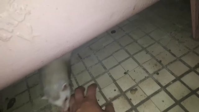 Хорёк Тимошка смотреть онлайн