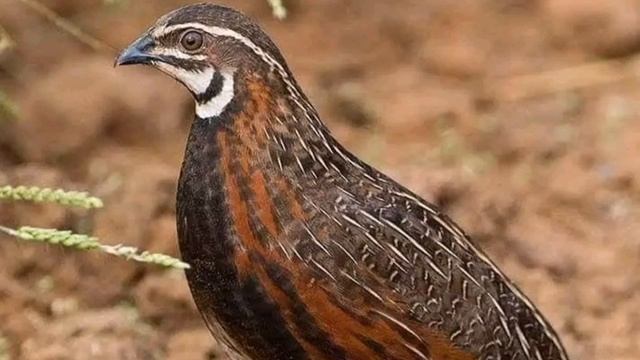 Batair ki awaz suba ke liye بٹیروں کی آواز صبح