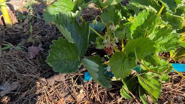 Клубника 2024. Как уберечь от птиц. смотреть онлайн