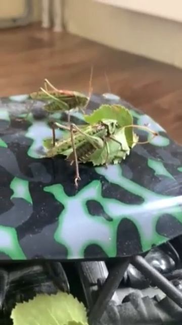 кузнечик серый смотреть онлайн