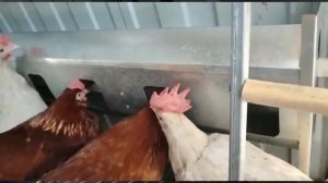 Утепленный курятник с автономным содержанием кур до 7 дней
