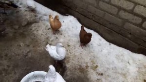 Голуби Кинги
