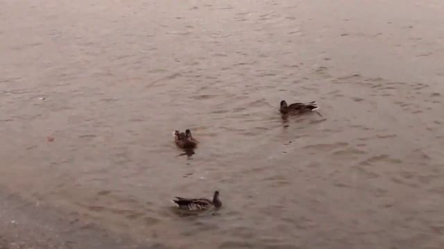 Обское море с утками 🦆 Папа с дочками кормят птичек ☺️ Ob sea with ducks 🦆 A man with daughters fee смотреть онлайн