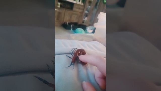 petting a cute pet centipede 💕