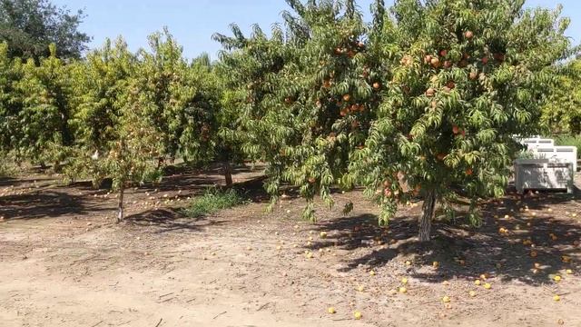 Поздние персики. деревья просто ломятся от урожая... смотреть онлайн