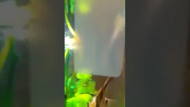 Нерест скалярий