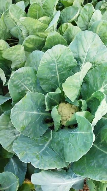 फूल गोभी का पेड़. Gobhi ka ped , beautiful vegetables in Indian village, #shorts смотреть онлайн