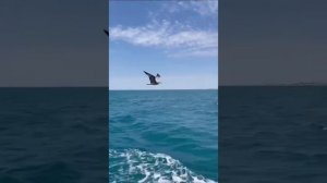 Песня: "Две души, два ангела прощались". Стихи Майи Дзугаевой.