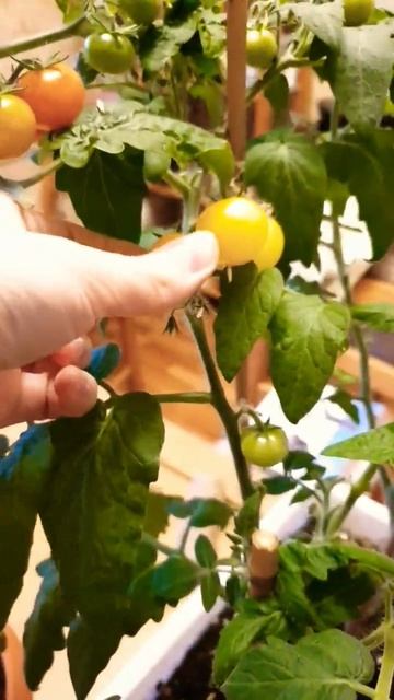 Вкусные Малыши! Помидоры Дома В Горшке #каквыраститьтоматы #томатынаподоконнике #балконноечудо