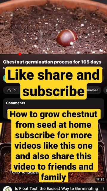 How to grow chestnut tree from seeds #chestnut #germination #plantgrowth #seedling #plantlife смотреть онлайн
