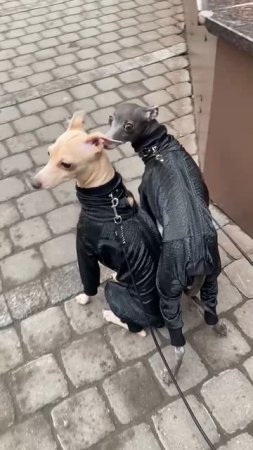 Костюм для собак Змея “Black Mamba"