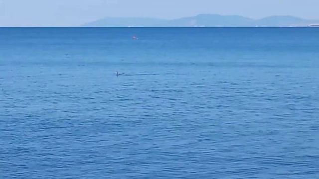 Чомга на Чёрном море (сентябрь прошлого года)